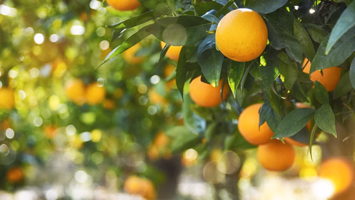 This picture shows a beautiful part of an orange tree full of oranges.